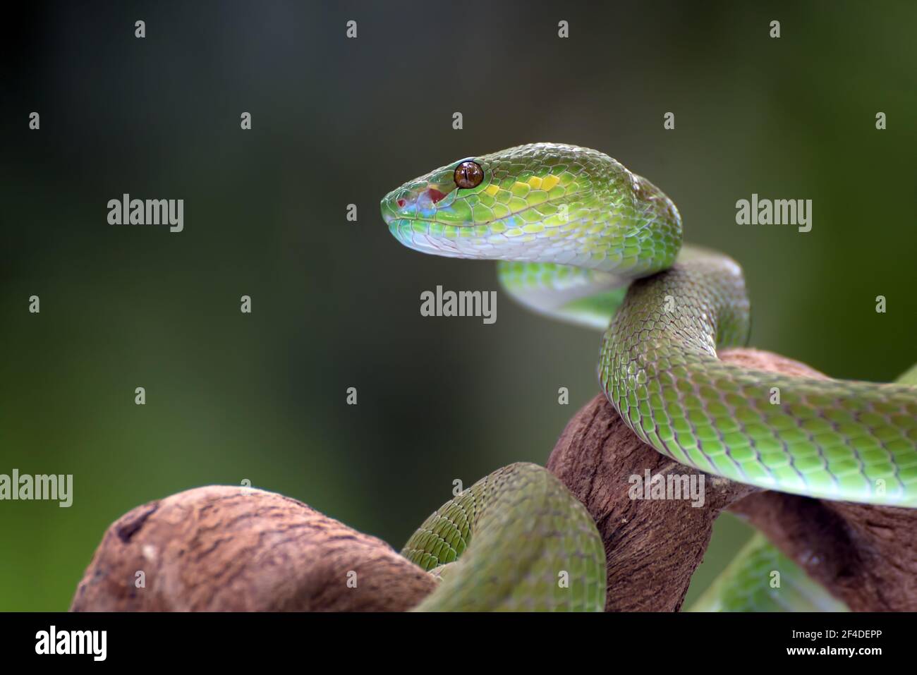 White-lipped island pit viper coiled around a tree branch, Indonesia Stock Photo