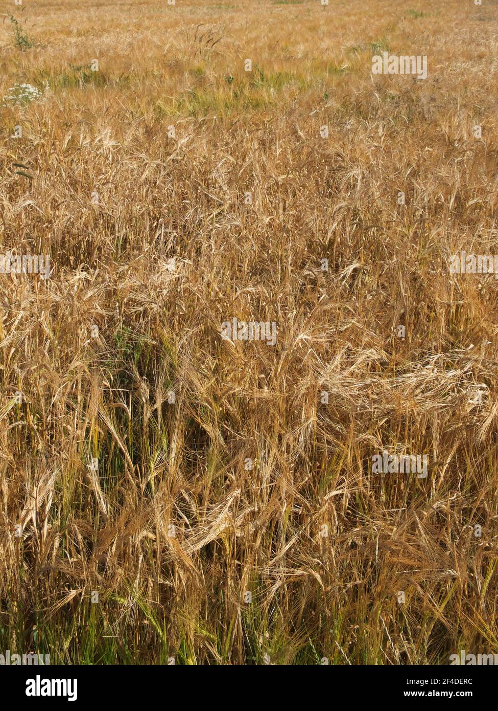 Ripe barley ears, full frame. Harvest cereals, background. Backdrop of ripening ears of yellow cereal field ready for harvest growing in a farm field. Stock Photo