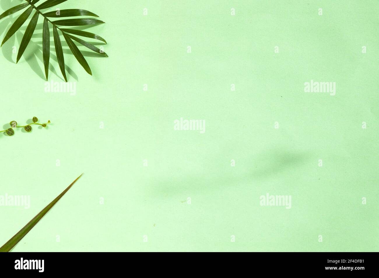 A top view of a palm tree leaves on a green background Stock Photo - Alamy