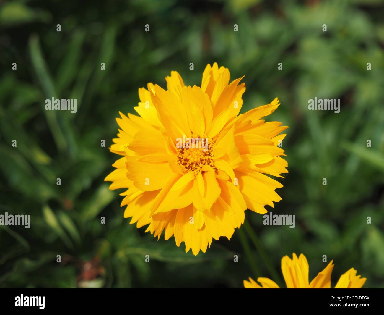 Beautifil yellow Sunray Tickseed, Coreopsis grandiflora 'Sunray' flower in Hungarian rural area Stock Photo