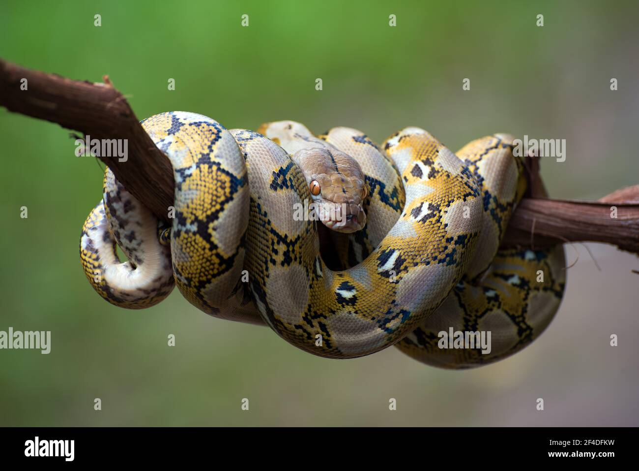 Reticulated python coiled around a tree branch, Indonesia Stock Photo