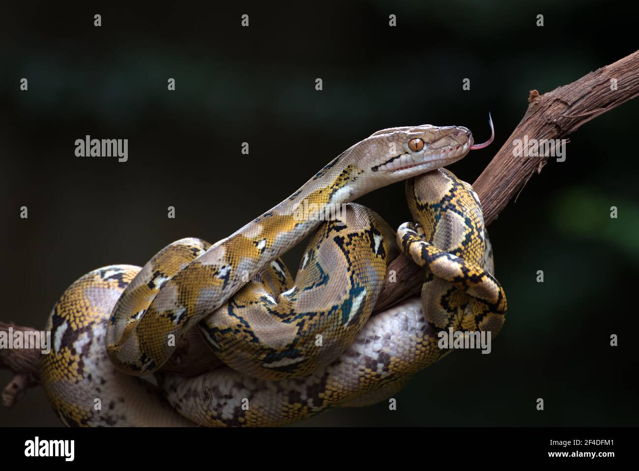Reticulated python coiled around a tree branch, Indonesia Stock Photo