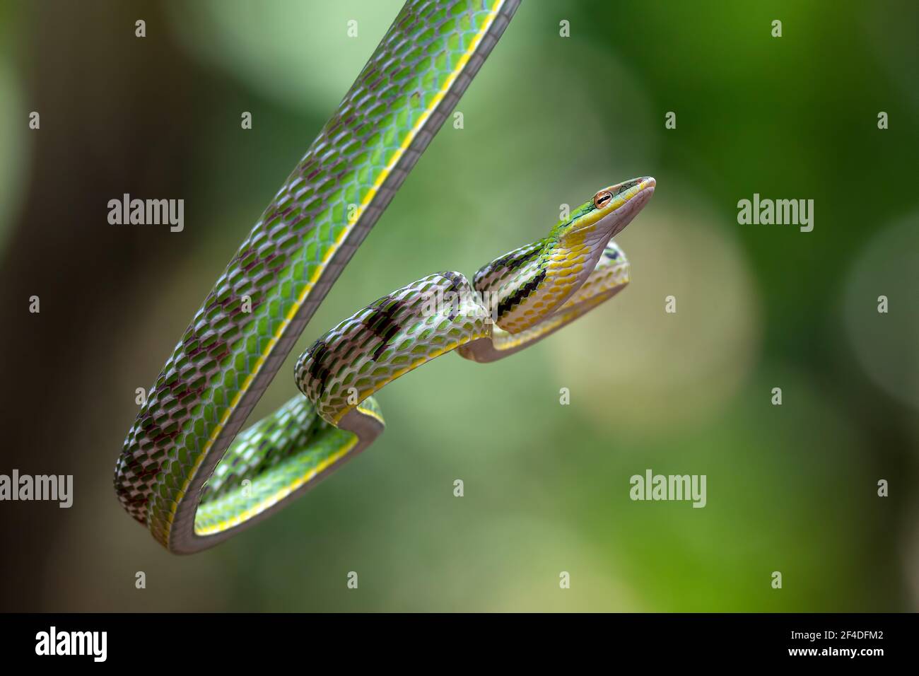 Close-up of an Asian vine snake on a branch, Indonesia Stock Photo