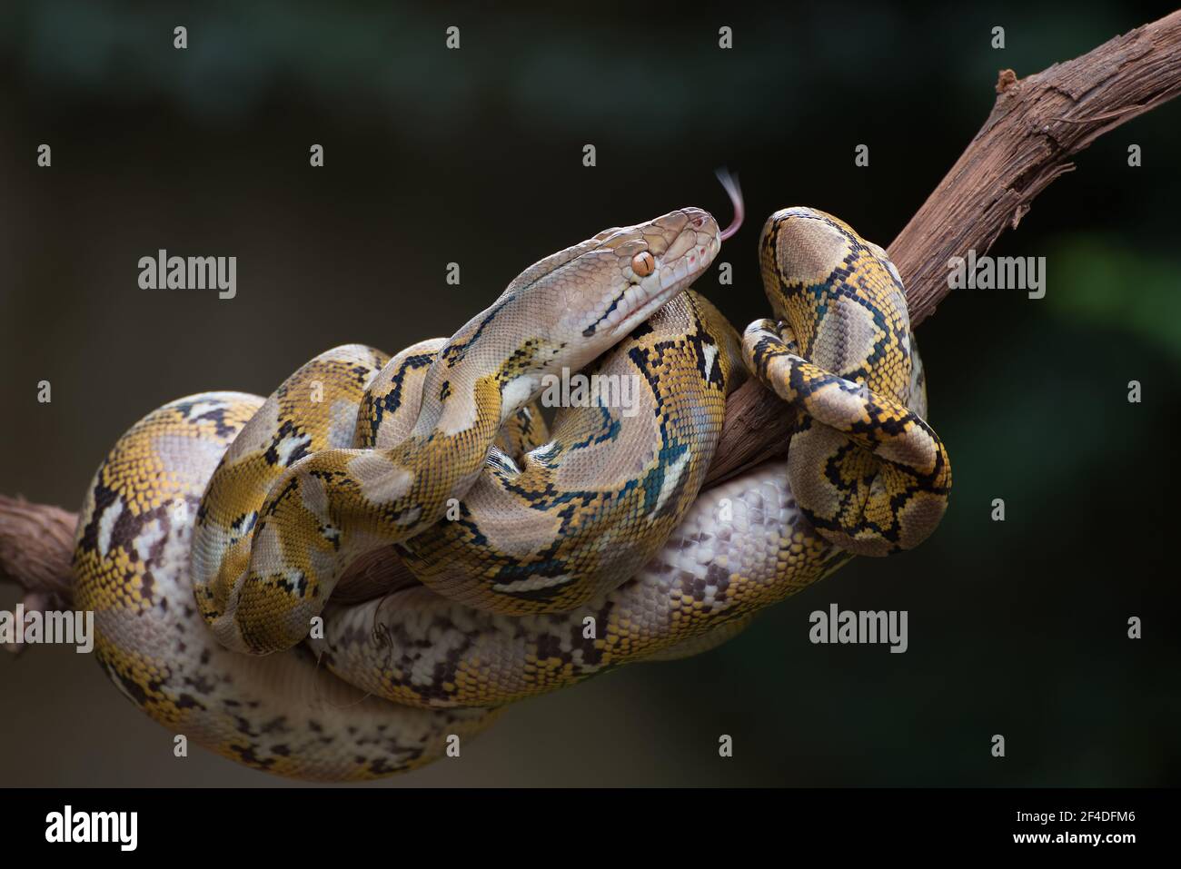Reticulated python coiled around a tree branch, Indonesia Stock Photo