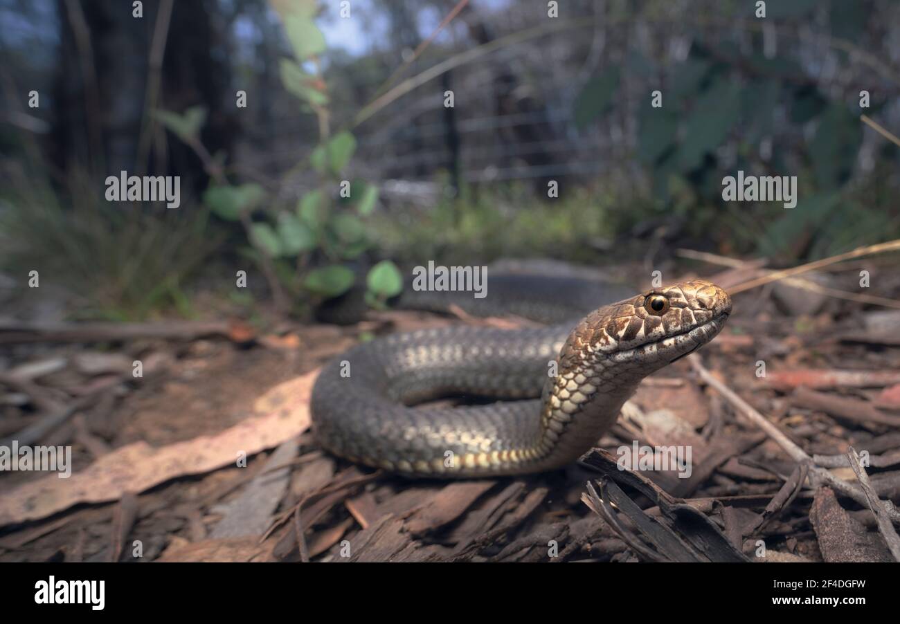 Copperhead snake hires stock photography and images Alamy