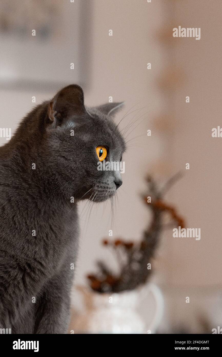 Close-up of a grey cat sitting in a living room Stock Photo