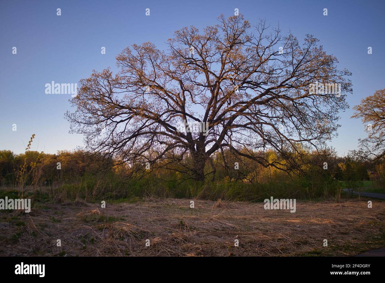 One oak tree in spring with buds on its branches. Series of four seasons. Stock Photo