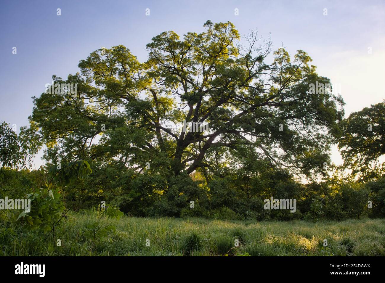 One oak tree in summer with green leaves and grass. Series of four seasons. Stock Photo