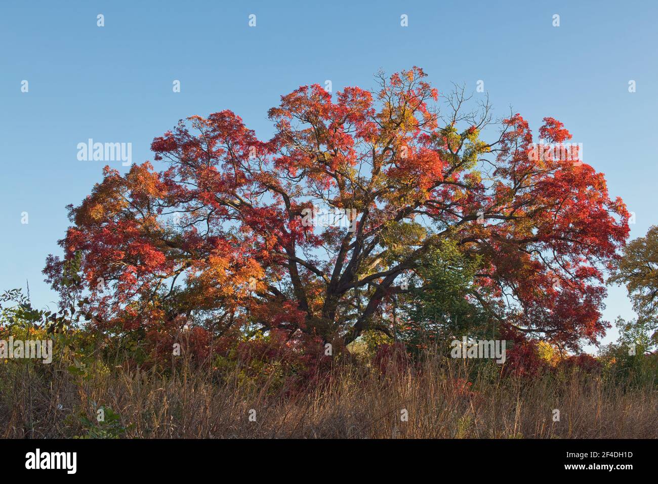 One oak tree in autumn with colorful fall leaves. Series of four seasons. Stock Photo