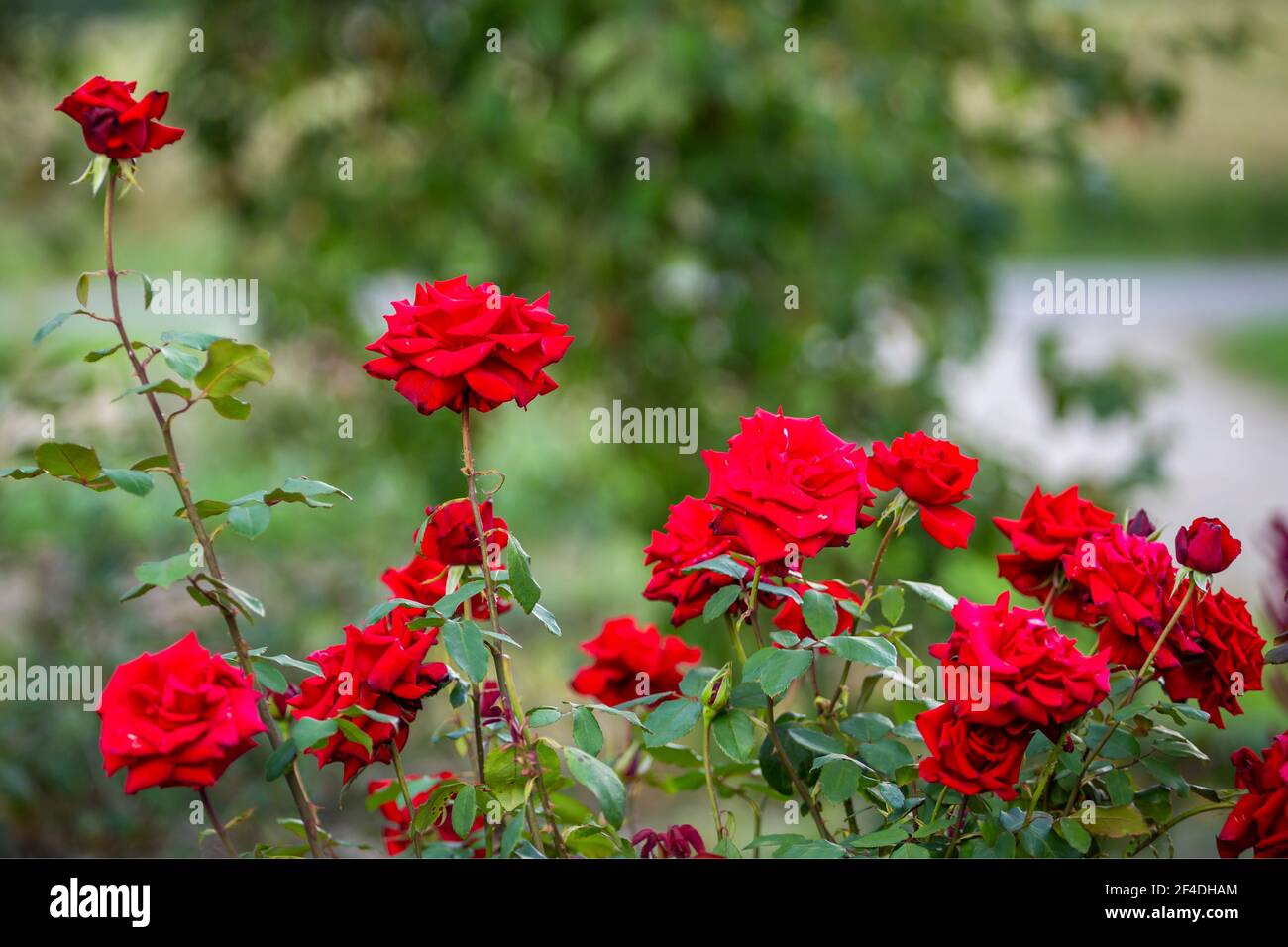 Red Roses on Green Background Stock Photo - Alamy