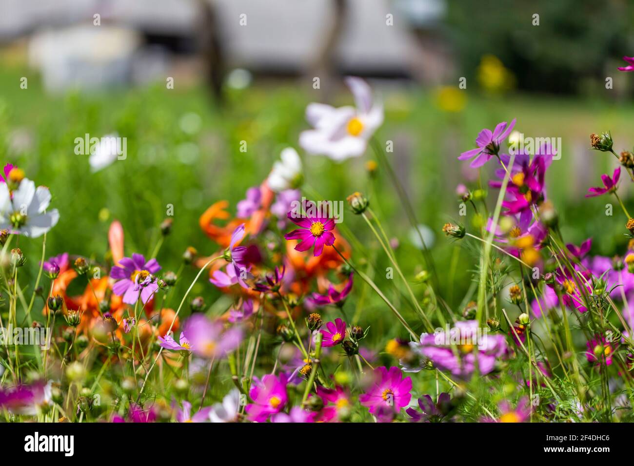 Colorful Flowers in the Garden Stock Photo - Alamy