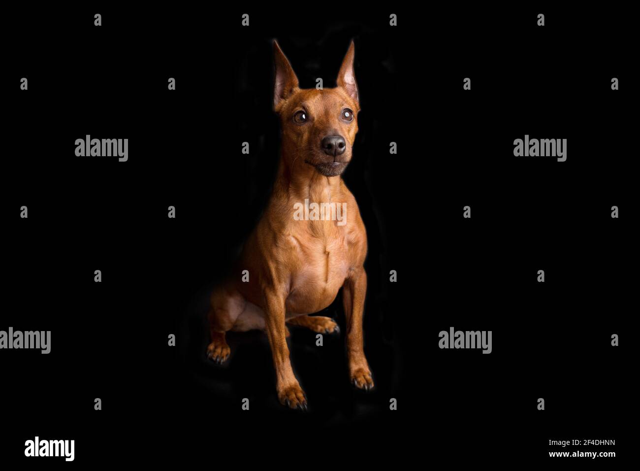 Brown miniature pinscher on a black background. The dwarf miniature pinscher looks attentively at its master. Stock Photo