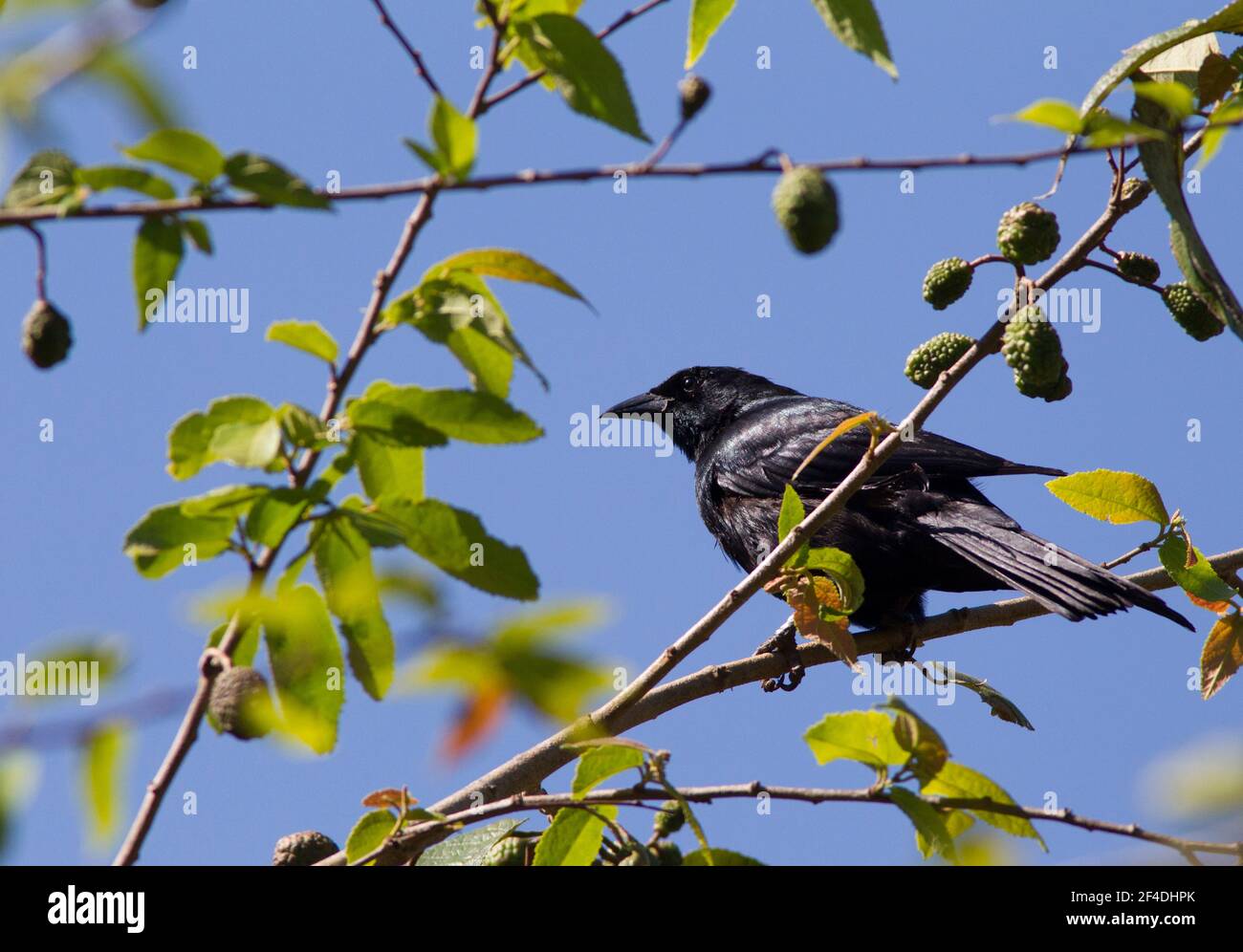 Cuban Blackbird, Dives atroviolacea, single adult perched in tree, Cuba Stock Photo