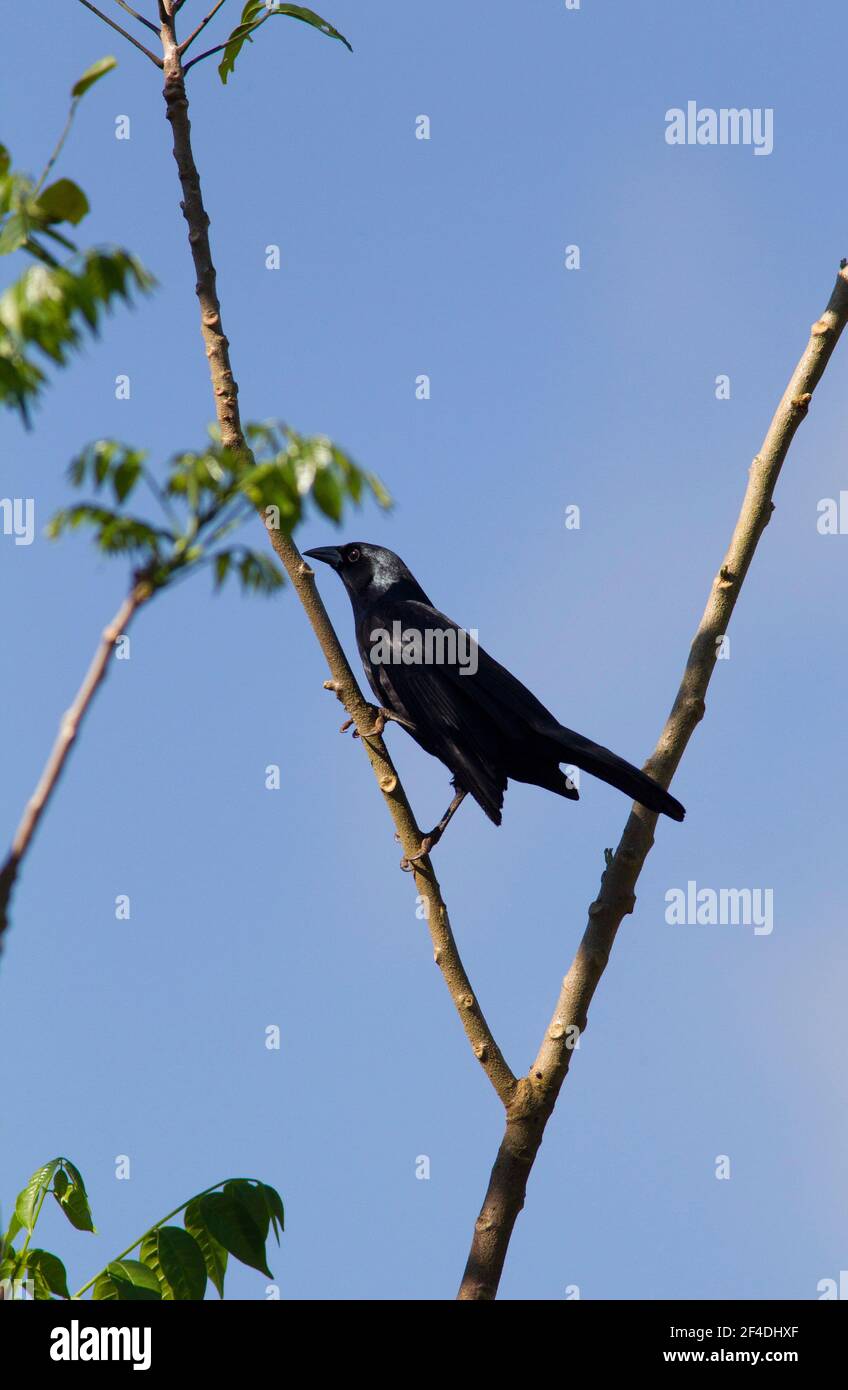 Cuban Blackbird, Dives atroviolacea, single adult perched in tree, Cuba Stock Photo