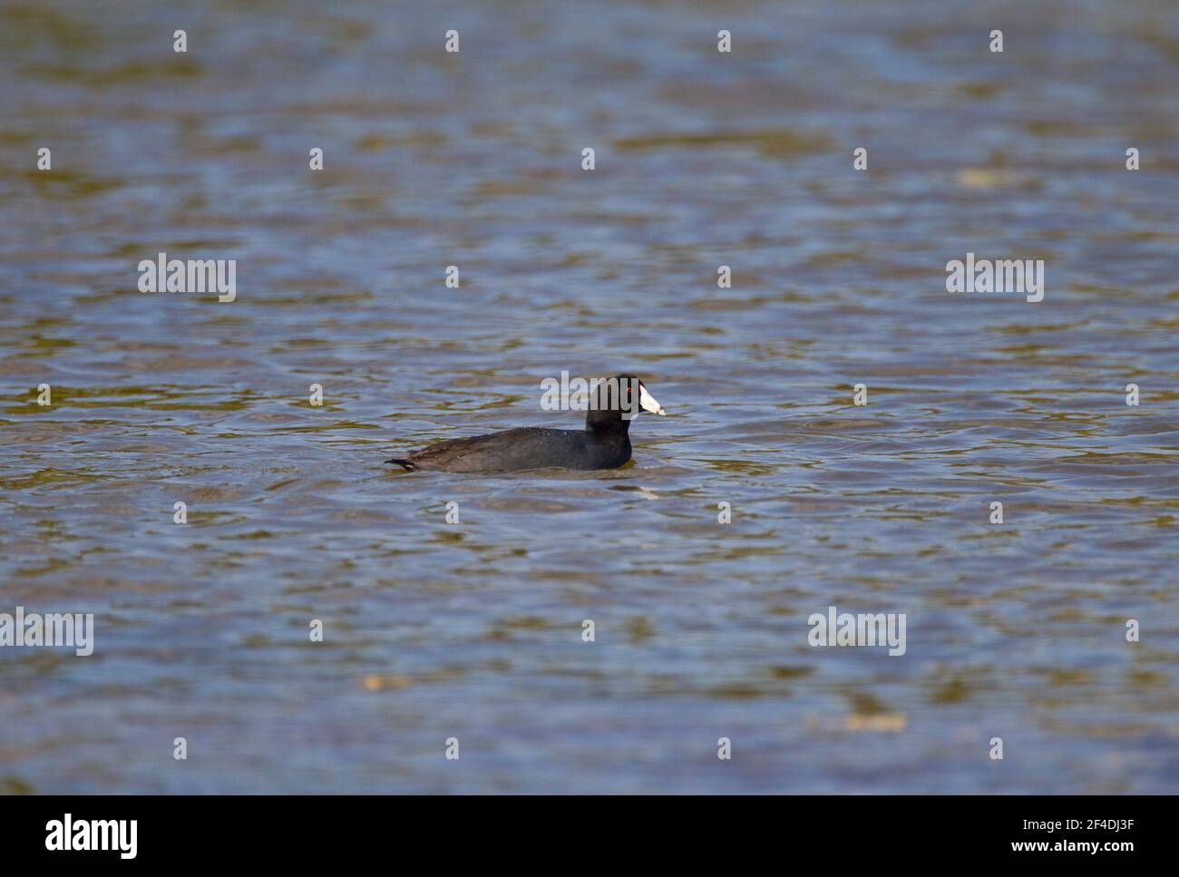 American Coot, Fulica americana, single adult swimming in lagoon, Zapata Swamp, Matanzas Province, Cuba Stock Photo