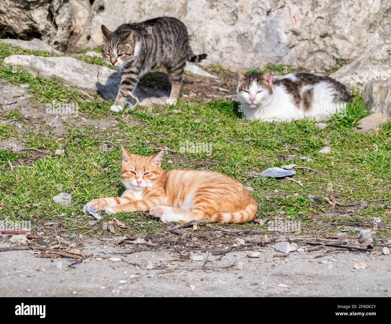 Three stray cats lying on the grass Stock Photo