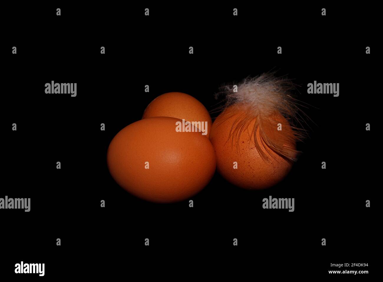 Three fresh organic chicken eggs with a feather in black background Stock Photo
