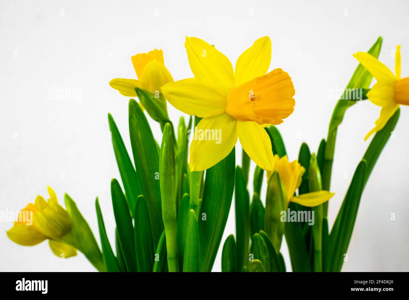 Beautiful yellow daffodils against white background Stock Photo