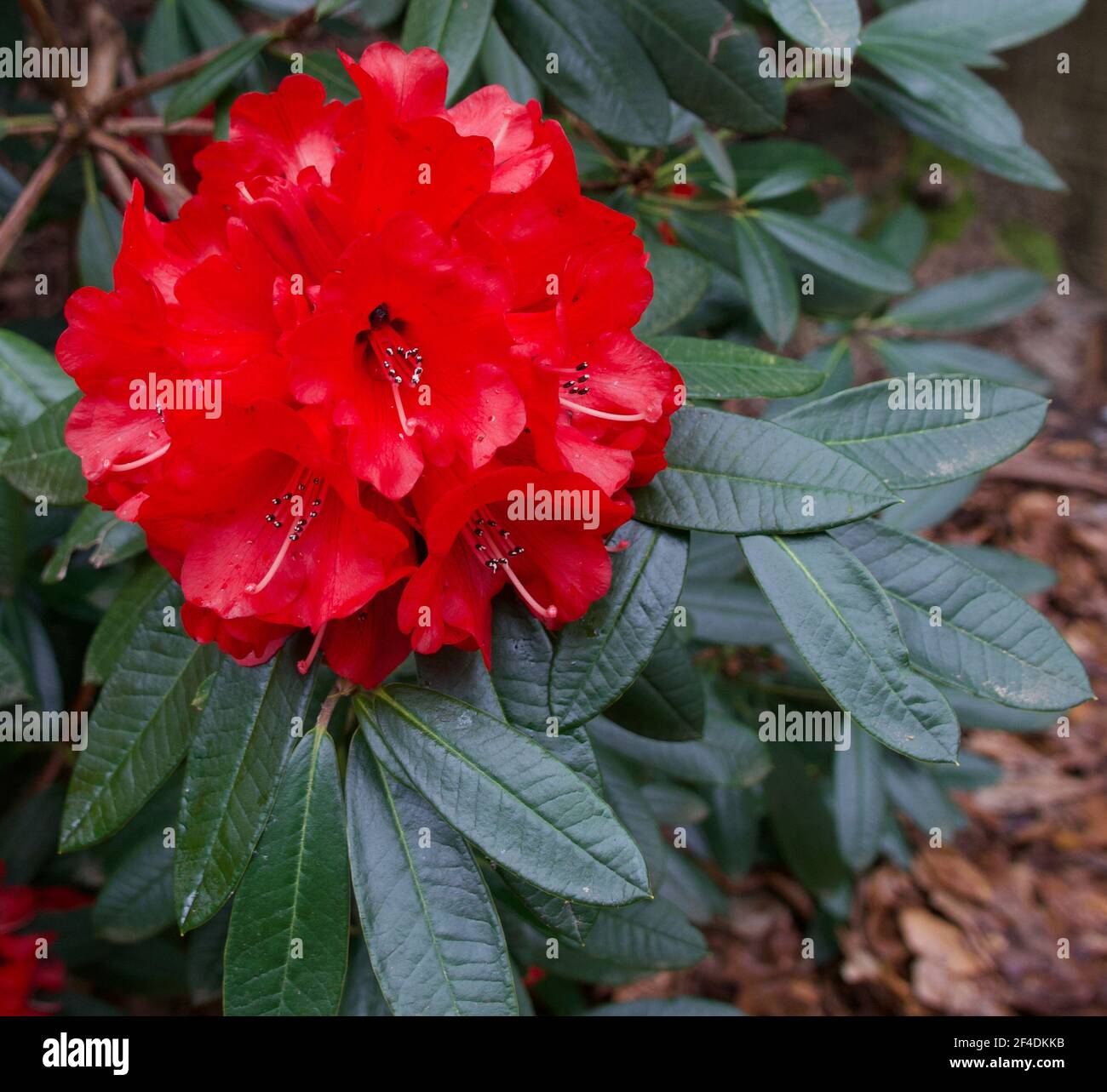 Image of deep bright red rhododendron and foliage in spring Stock Photo
