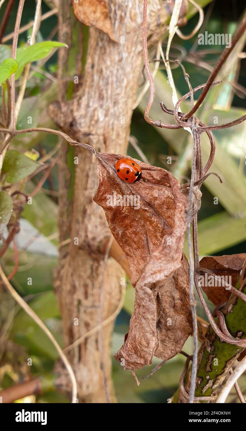Ladybug on an autumn leaf Stock Photo