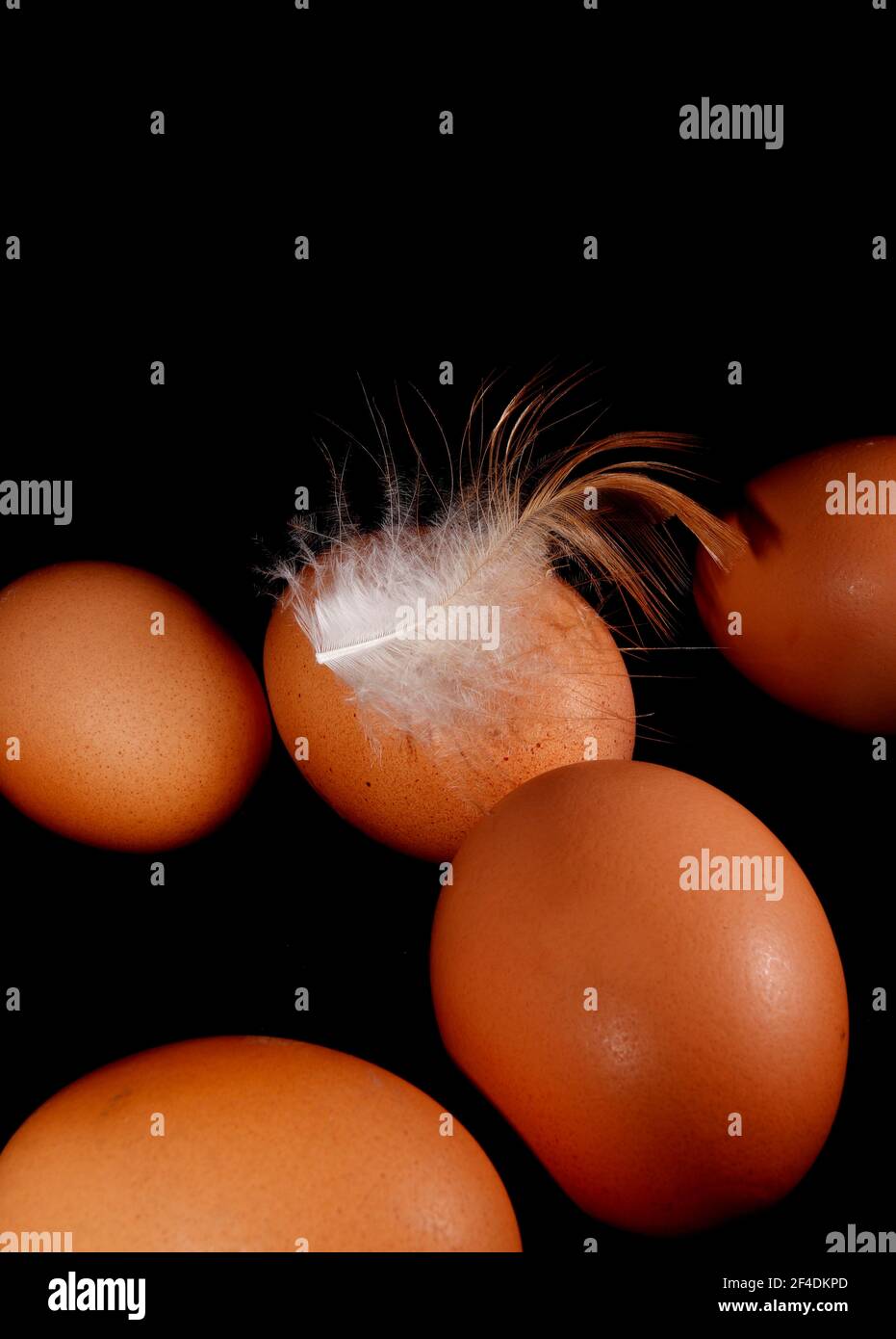 Fresh organic chicken eggs with a feather in black background Stock ...