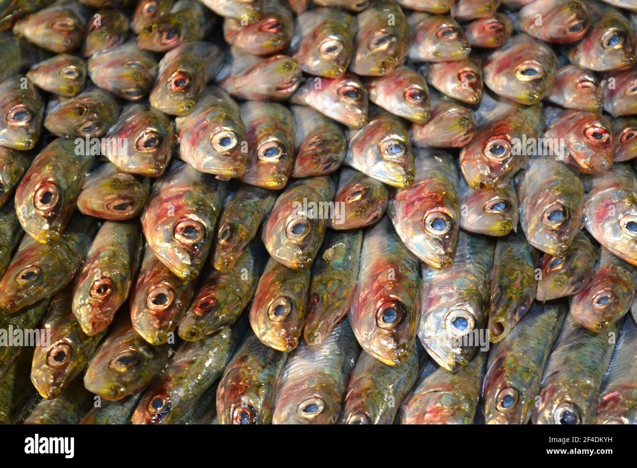 Close up view of fresh sardine heads in rows facing the camera. Stock Photo