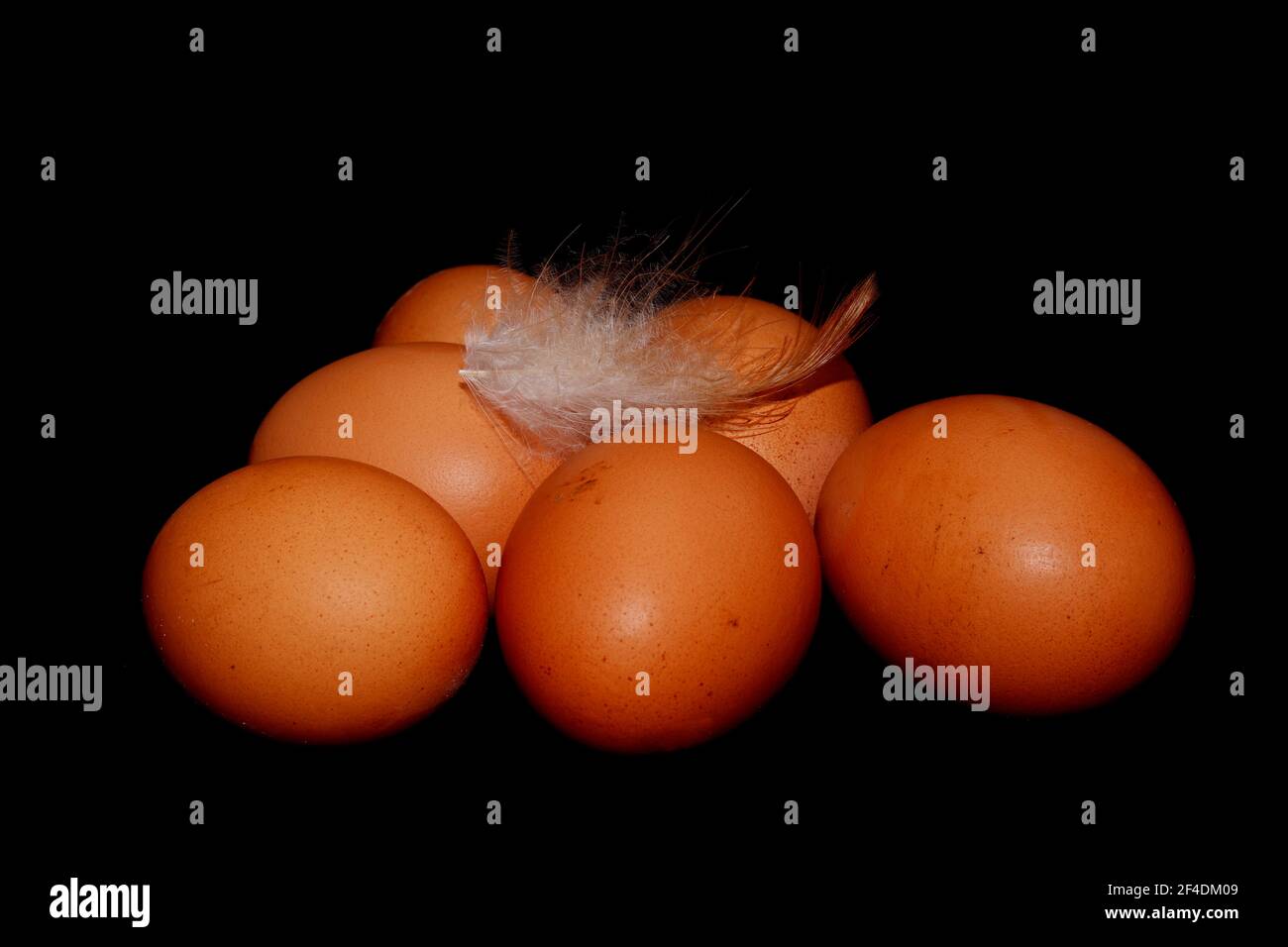 Fresh organic chicken eggs with a feather in black background Stock ...