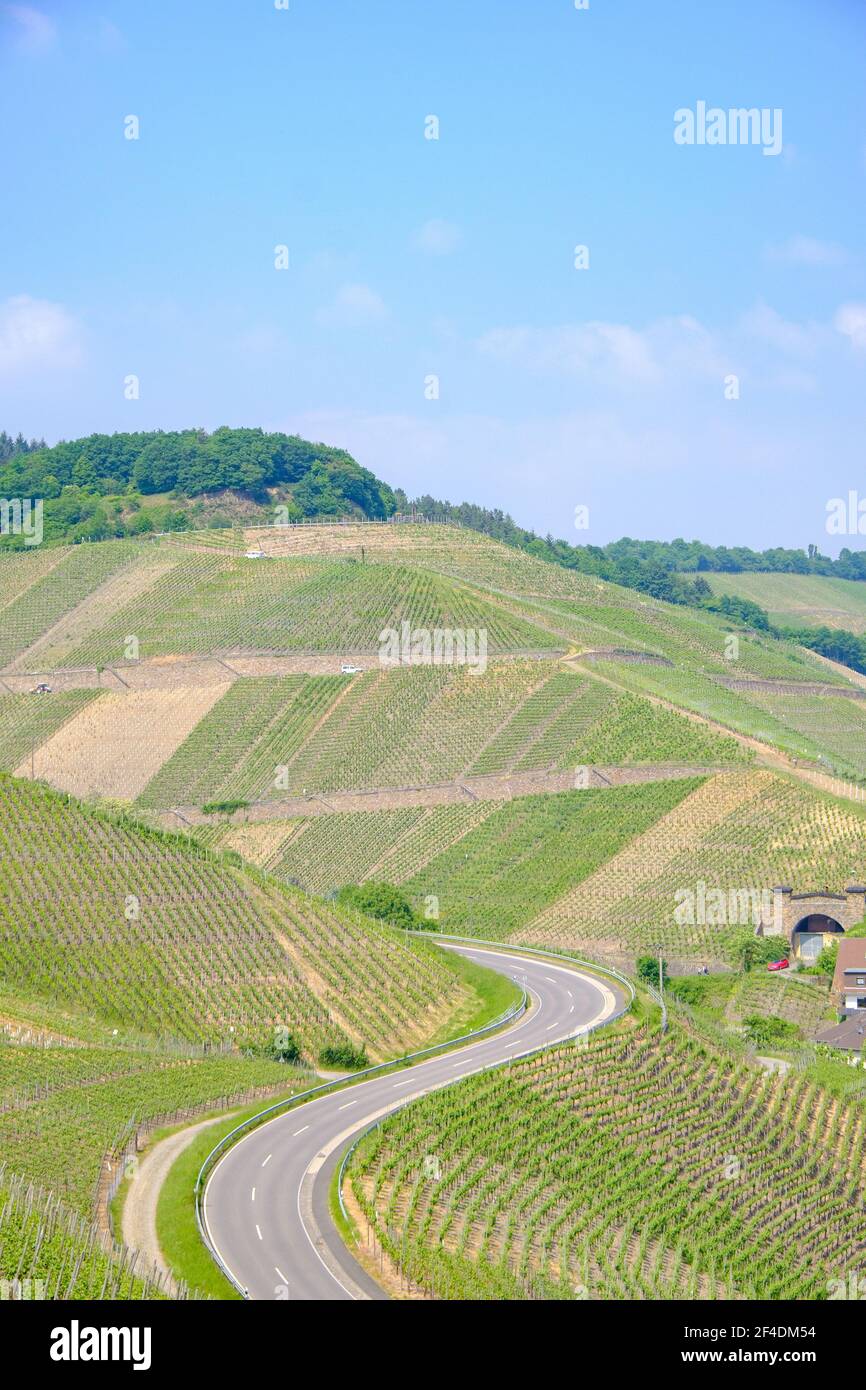 Road curving through vinyards in the Ahr Valley, Germany, in May 2018. Stock Photo