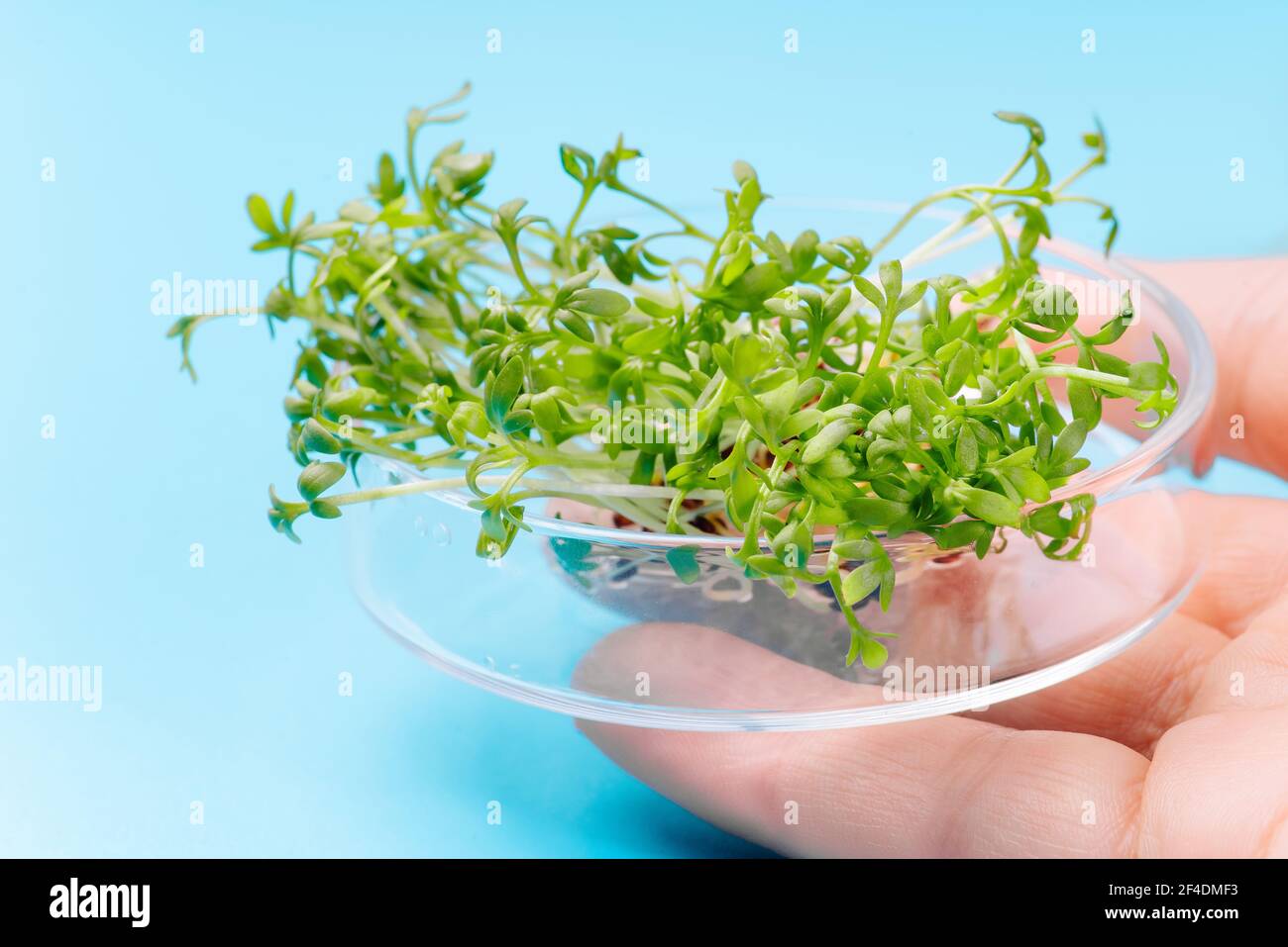 Closeup.Woman taking care of microgreen.Microgreen sprouts quality