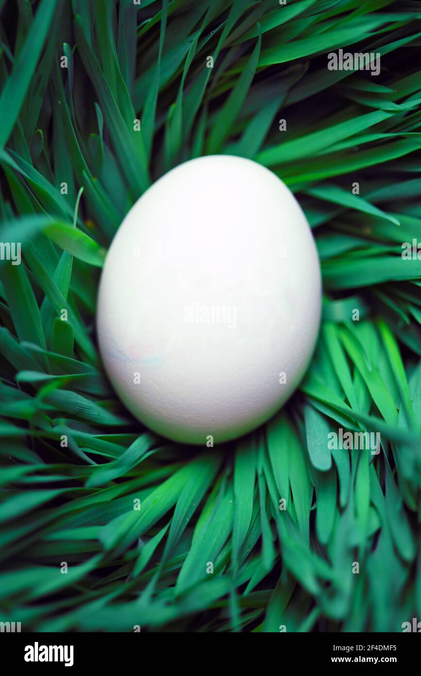 Single blank Easter egg hidden in grass Stock Photo