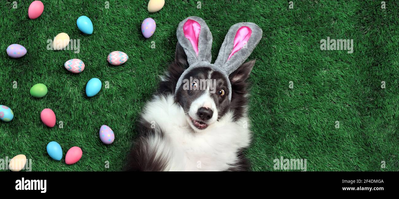 Happy dog with bunny ears surrounded by Easter eggs Stock Photo