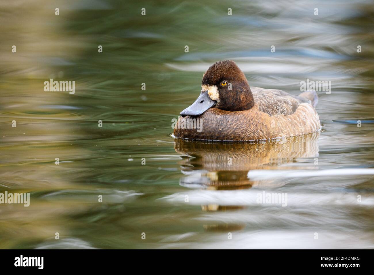 Lesser scaup (Aythya affinis) female, swimming with its reflection on a Canadian lake in British Columbia, Canada Stock Photo