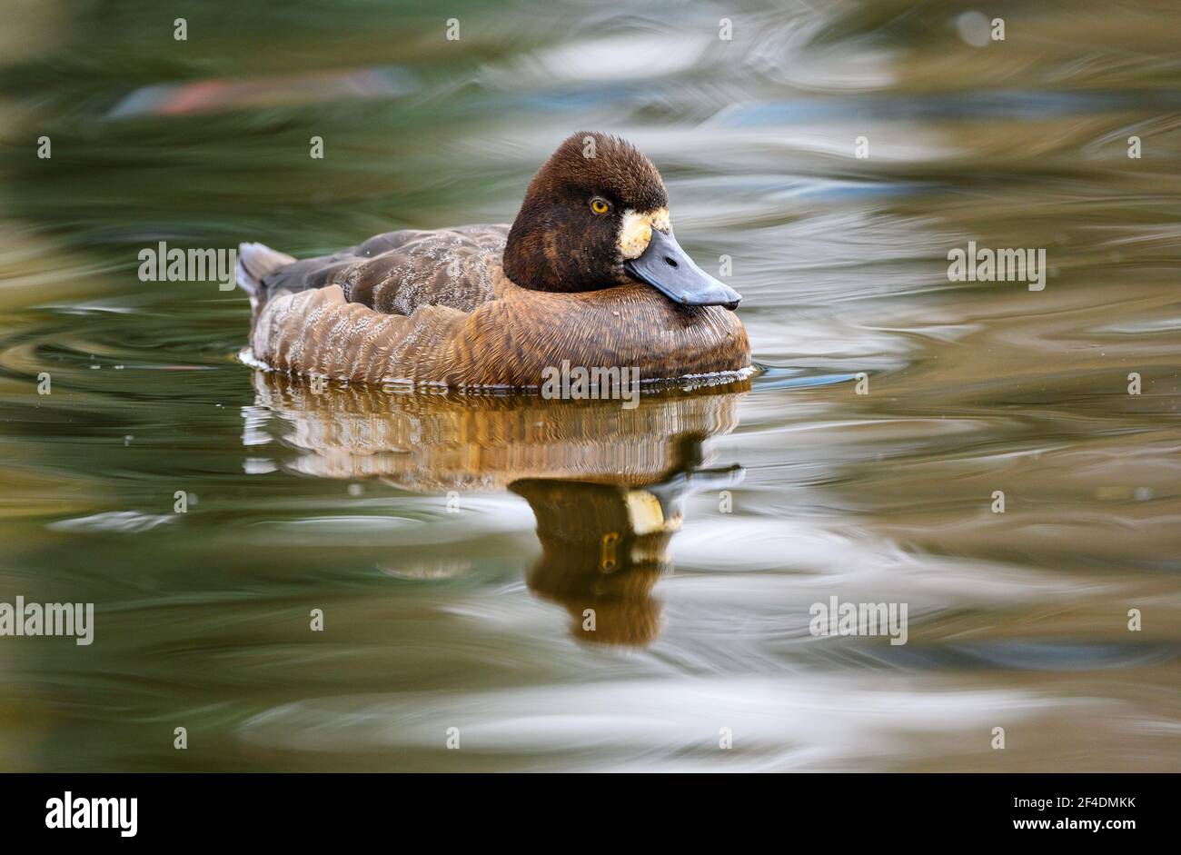 Lesser scaup (Aythya affinis) female, swimming with its reflection on a Canadian lake in British Columbia, Canada Stock Photo