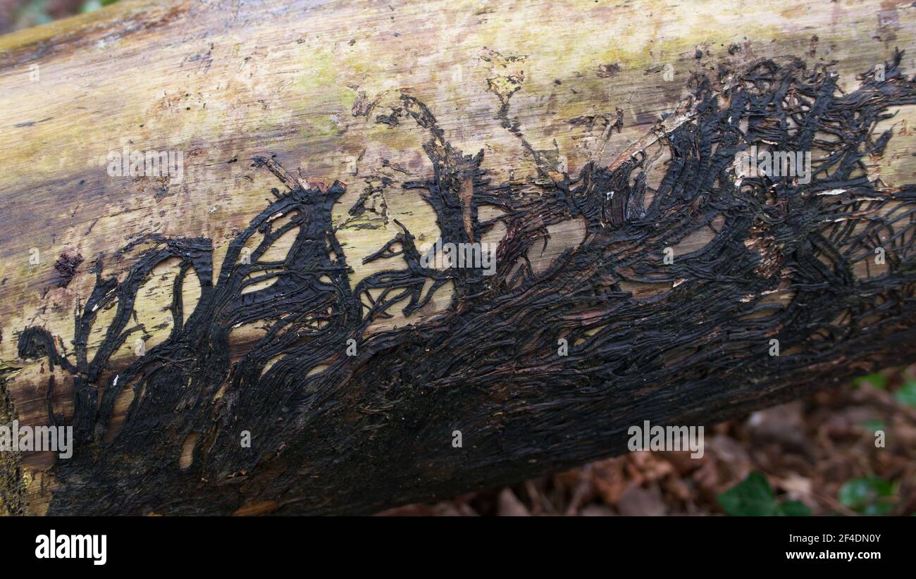 Dark Roots Tree Dark roots hi-res stock photography and images - Alamy