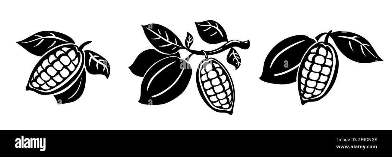 Cocoa beans vector illustration. Cocoa beans on a branch with leaves