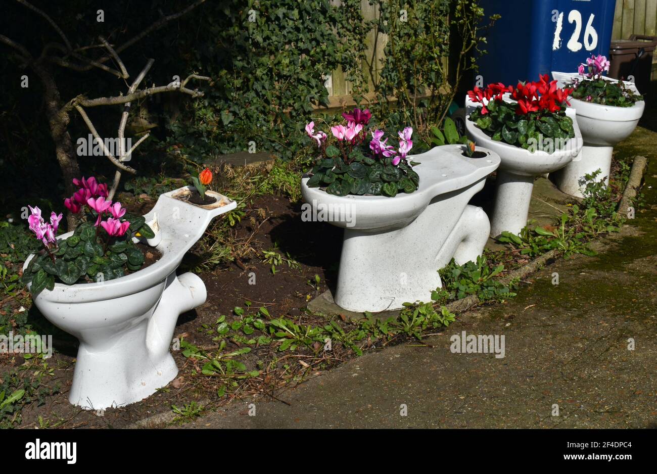 White toilet bowls planted with Persian cyclamen and tulips in the front garden. Reusing household items and turning them into DIY planters Zero waste Stock Photo
