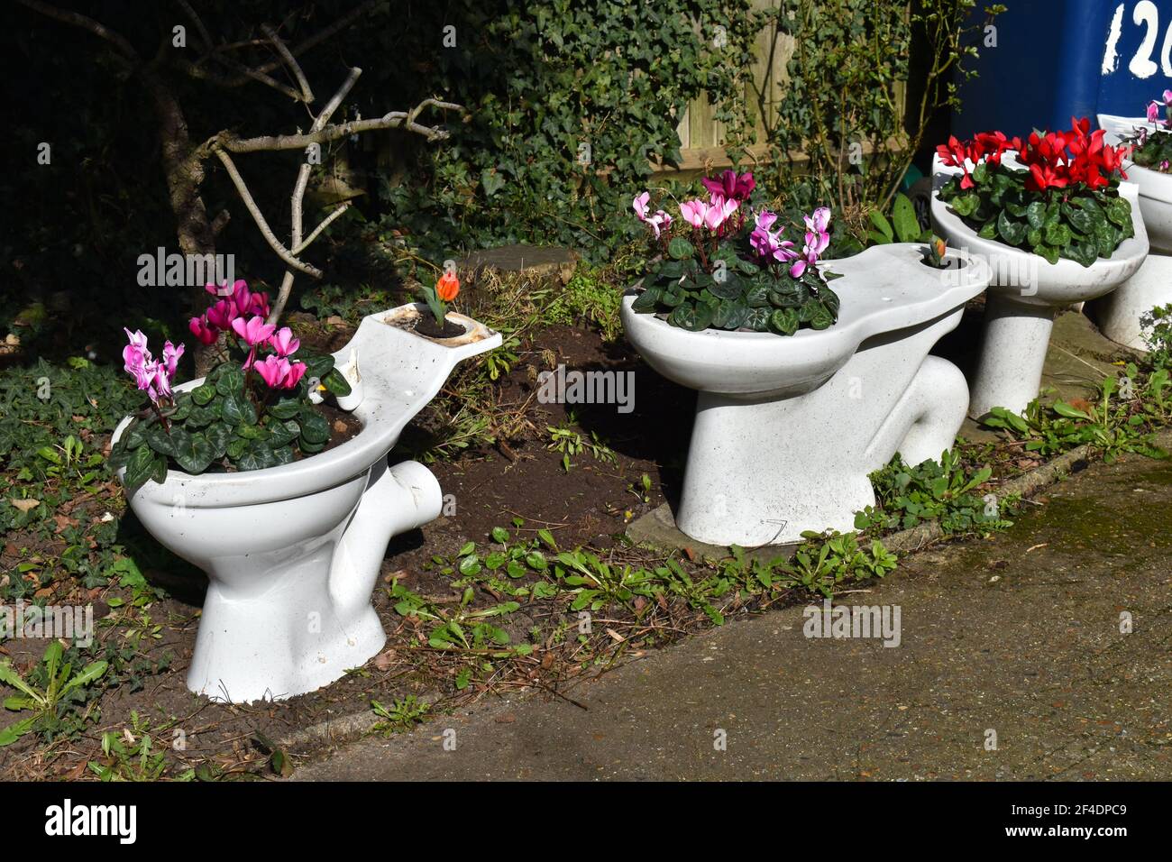 Urban planting reusing old toilets Flower display in full bloom in
