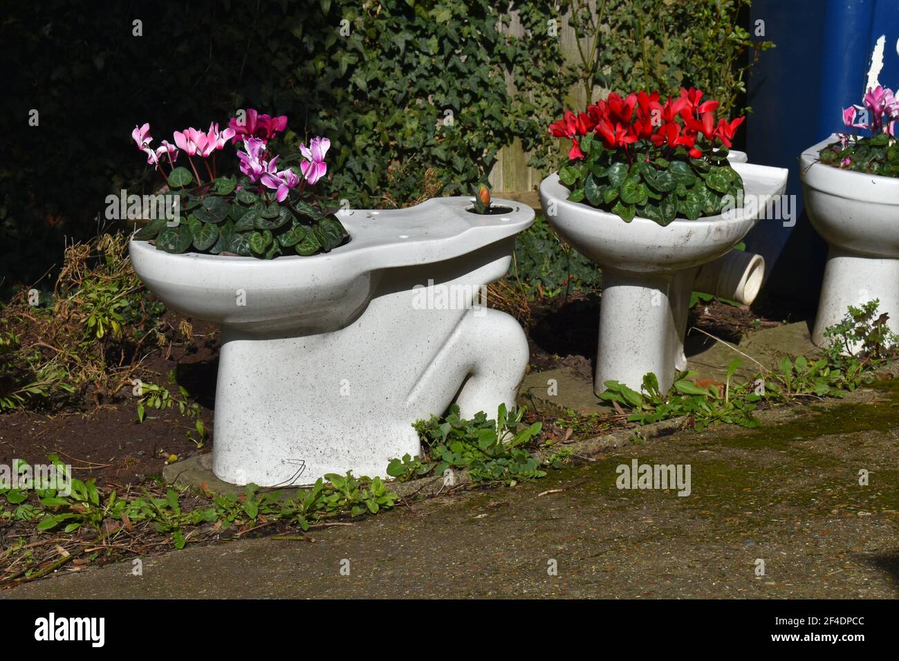 Turning toilet into planter is effective recycling project It is heavy so will not blow over in strong wind Neighbour may object to toilets on display Stock Photo