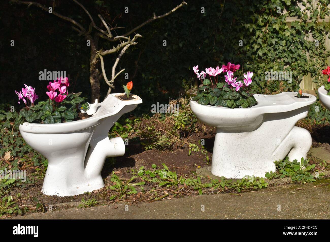 Toilets turned into planters by using the bowl for growing  bulbous flowers A used toilet makes excellent pot or a bird bath displayed it in your yard Stock Photo
