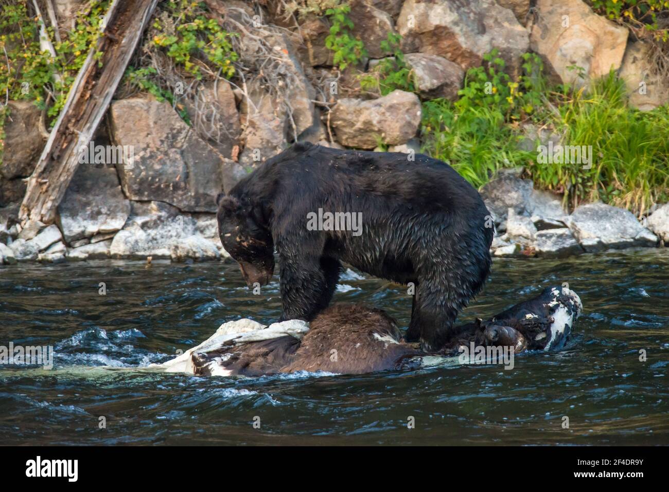 A Blackish Colored Grizzly Bear Stands On A Bison Buffalo Carcass In 