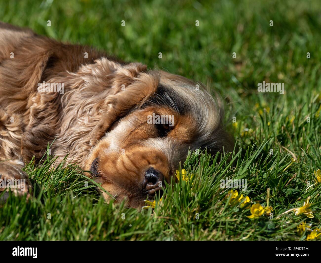 Sable coloured English Show Cocker Spaniel lying on grass in sunshine. Stock Photo