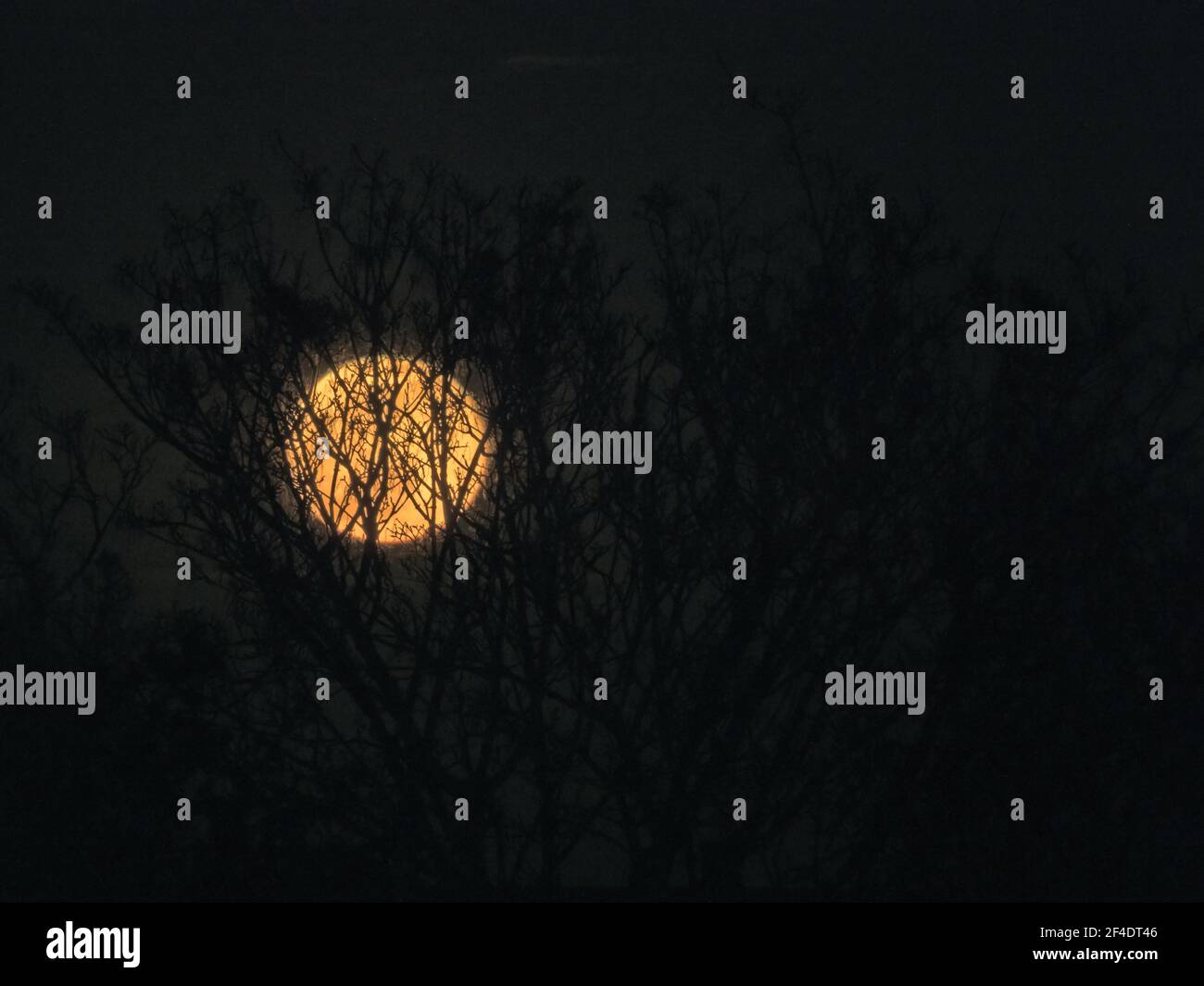 Rising orange Moon with tree silhouettes. Stock Photo