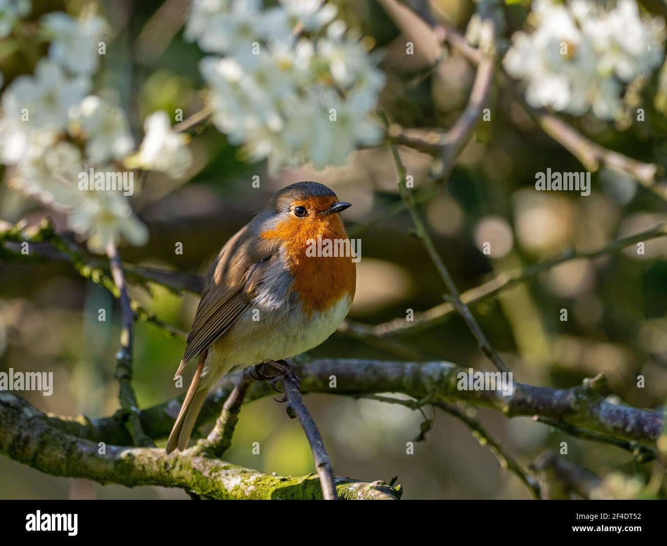 European or Eurasian Robin in dappled sunlight, perched in plum tree with white blossom. Stock Photo