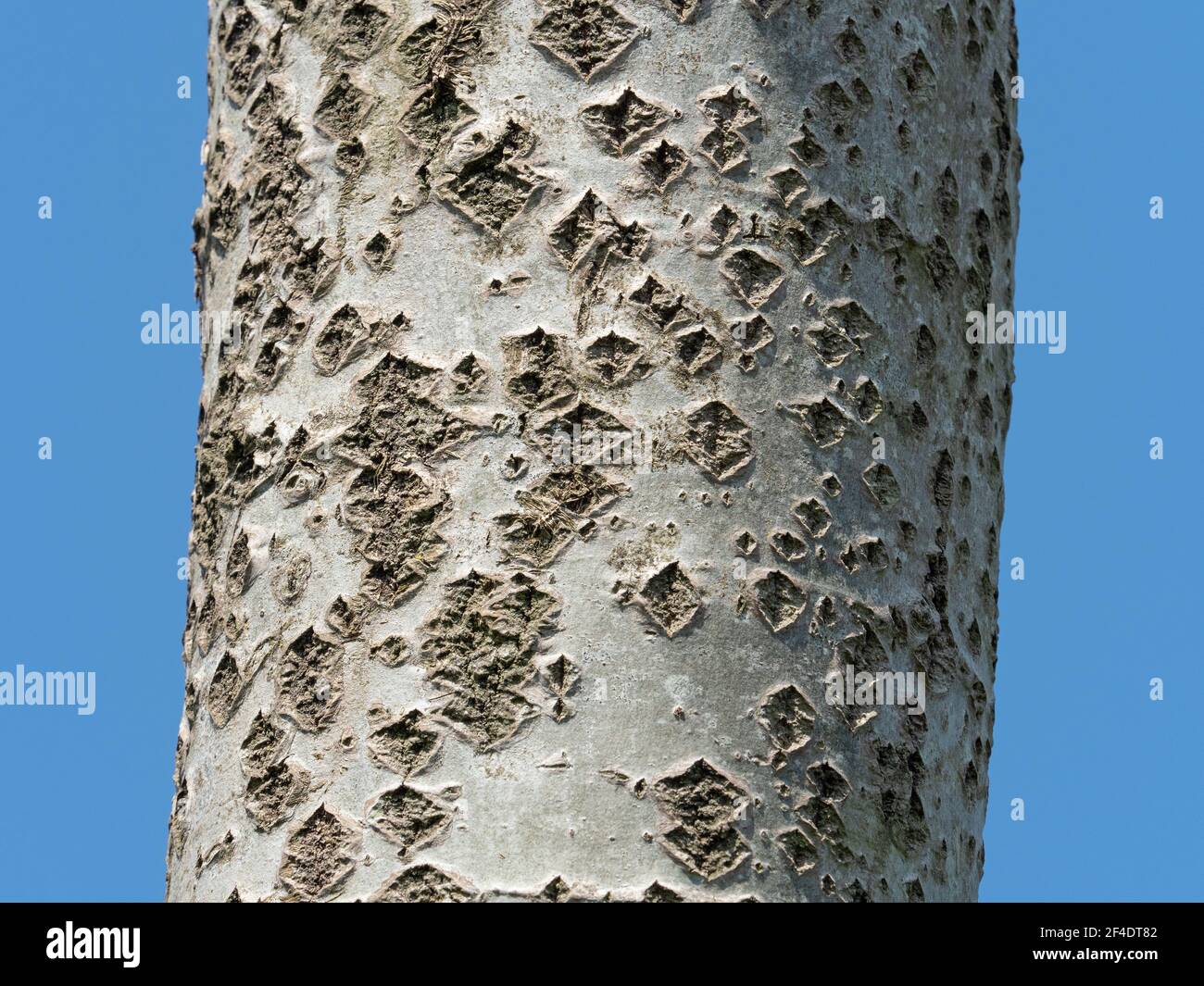 Trunk of White Poplar tree showing lenticels on the bark. Stock Photo