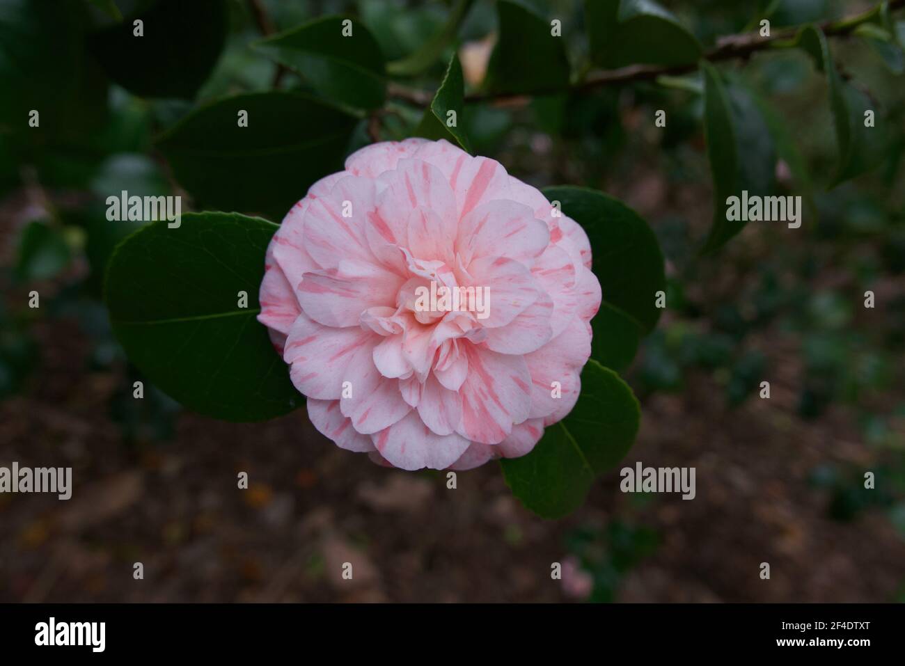 Single variegated pink camilla with foliage showing different shades of colour Stock Photo