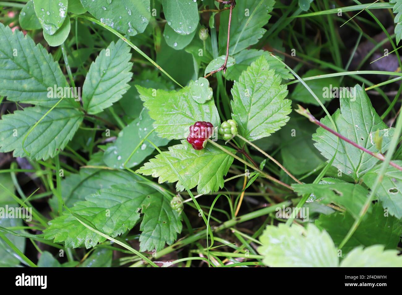 Tiny dwarf wild raspberries grow on the forest floor Stock Photo - Alamy