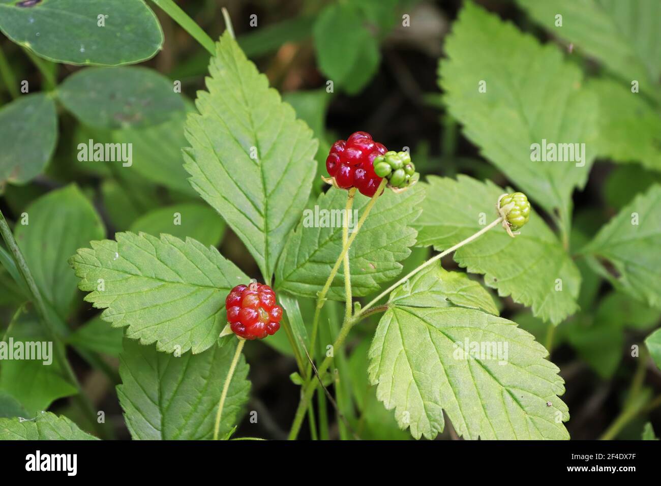 Tiny dwarf wild raspberries grow on the forest floor Stock Photo Alamy