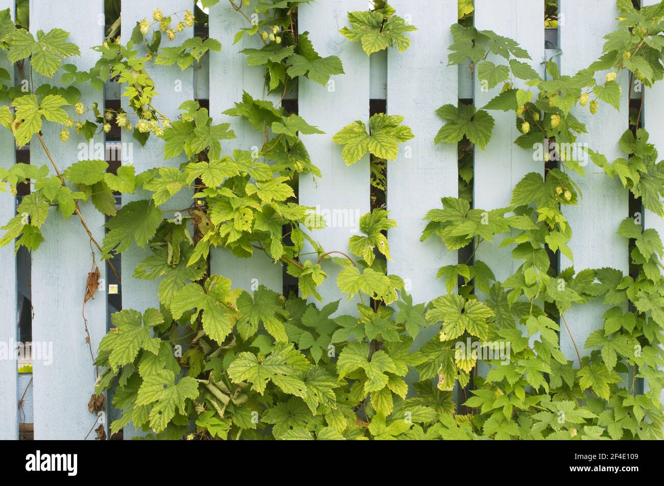 Hop (Humulus lupulus) climbing on wood fence Stock Photo