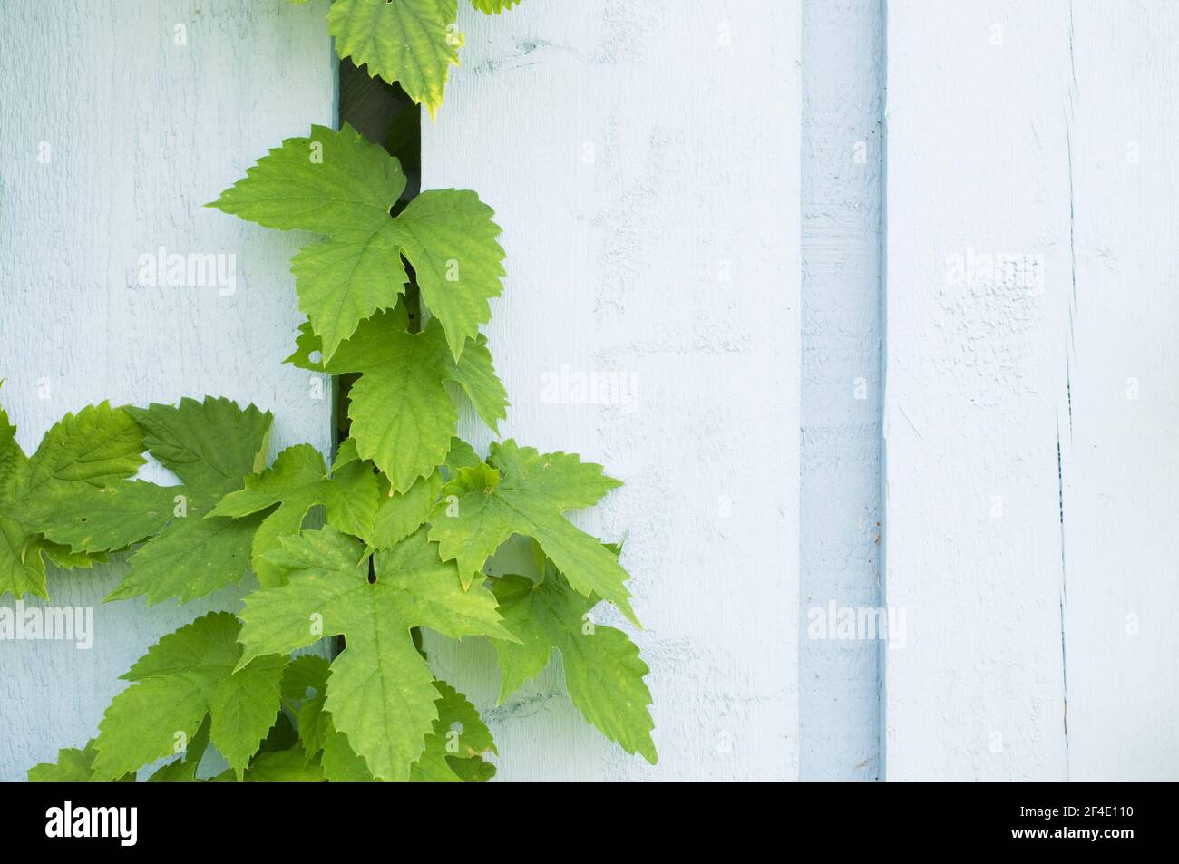 Hop (Humulus lupulus) climbing on wood fence Stock Photo