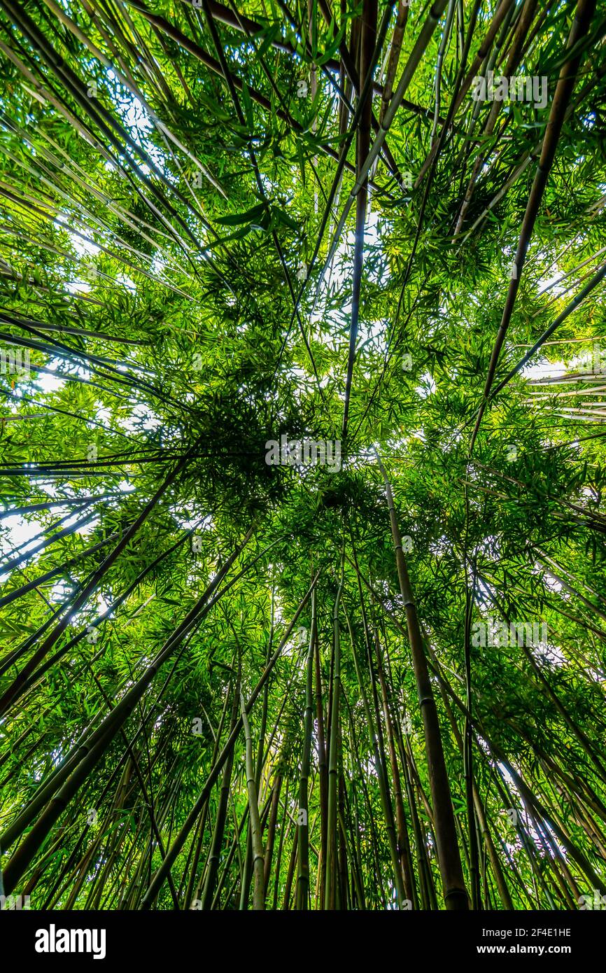 Vertical View of Giant Bamboo Forest on The Pipiwai Trail, Kipahulu District, Haleakal National Park, Maui, Hawaii, USA Stock Photo